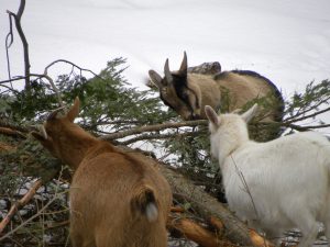 foraging