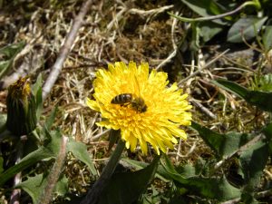 BeeOnDandelion1-4-2010