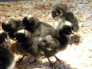 Chicks-4