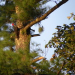 cropped-pilleated-in-pine-jpg-2