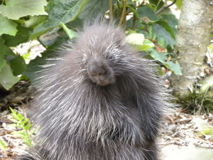 porcupine-closeup_SM