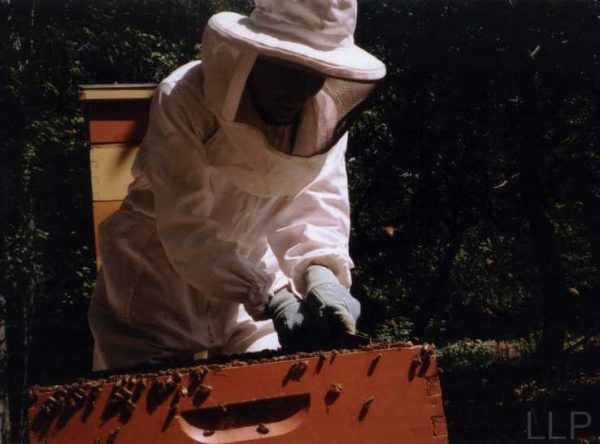 amy-beekeeper-hires-2