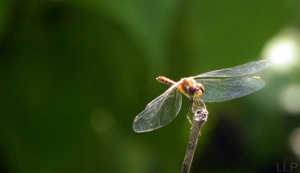dragonfly-crop6-2