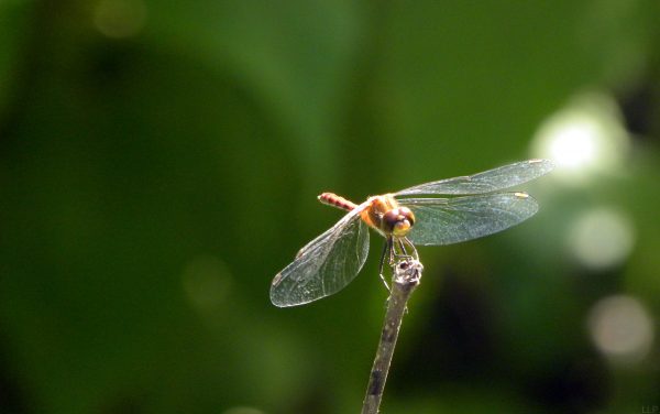 dragonfly-cropped-2