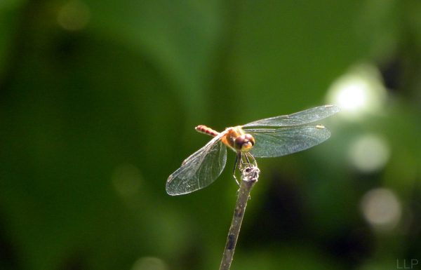 dragonfly-cropped2-2
