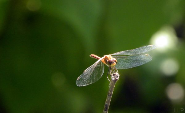 dragonfly-cropped3-2