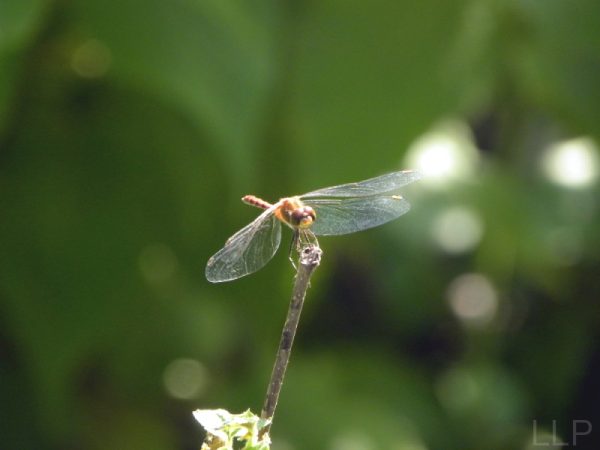 dragonfly-smaller-tweaked-tiny-2