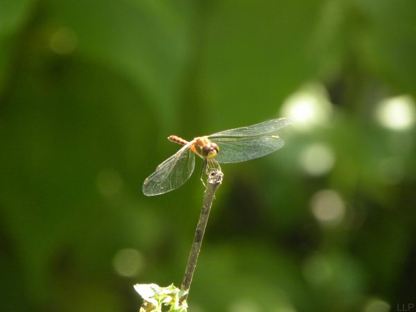 dragonflysm-2