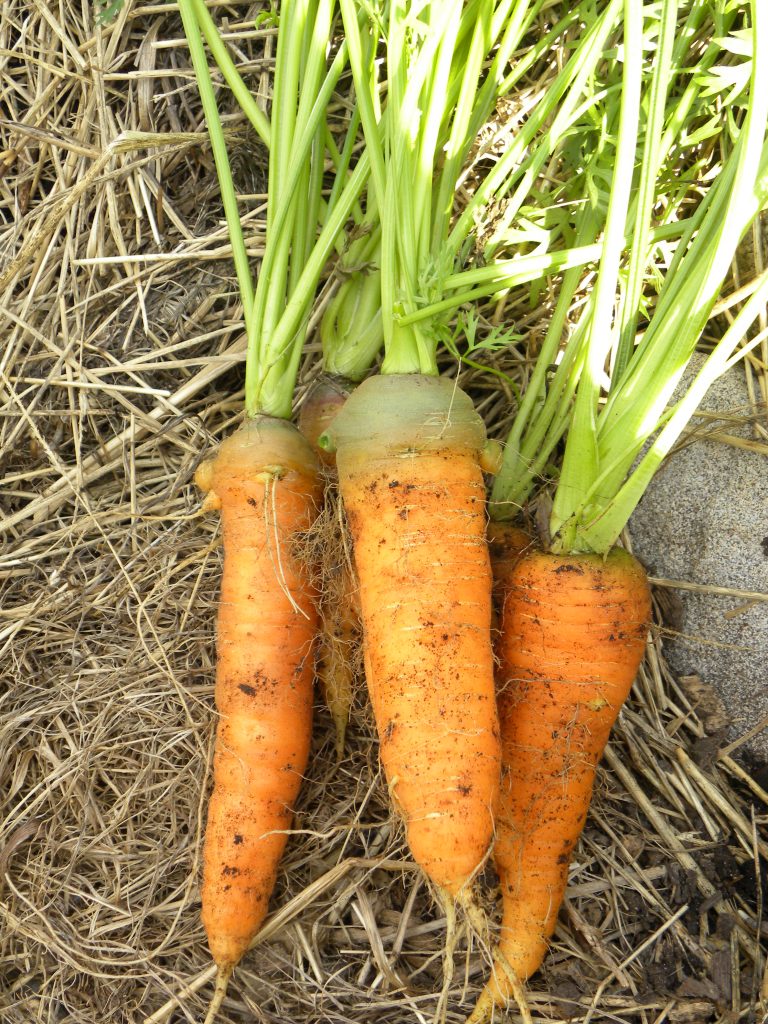 Turf Carrots Eating Locally Year Round | Living Land Permaculture