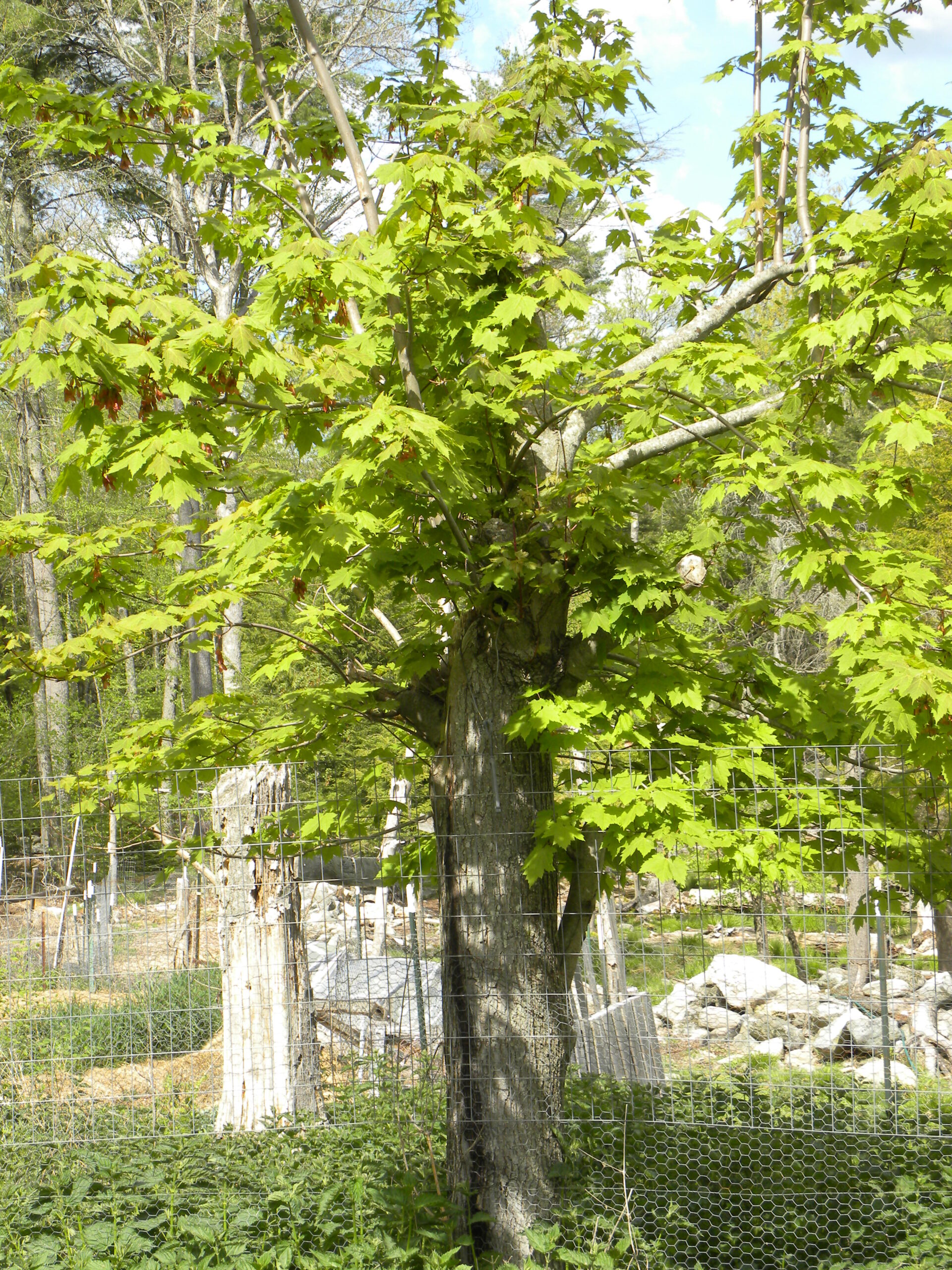 Maple Pollarding Living Land Permaculture | Amy and Steve's Homesteading Adventures