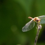 dragonfly-crop7-2
