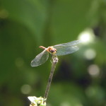 dragonfly-smaller-tweaked-2